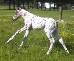 2008 Appaloosa, Knabstrupper & Sportaloosa foals