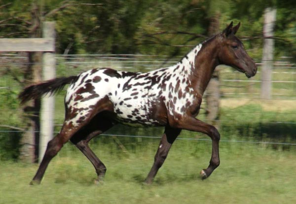 2013 $1,000 Sportaloosa video foal futurity champion - Florabelle